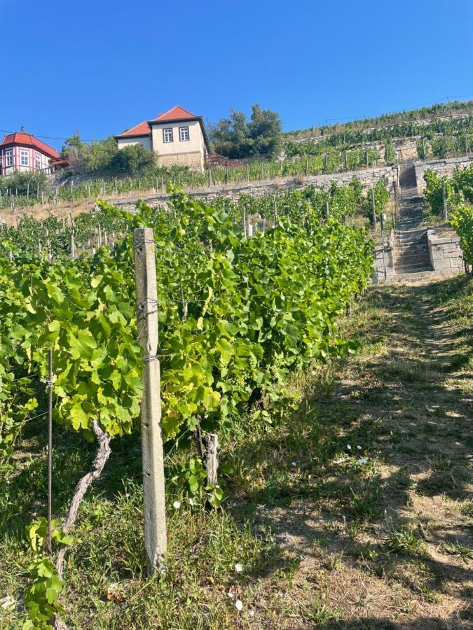 Ferienhaus Traminer Im Weinberg Freyburg Exteriör bild