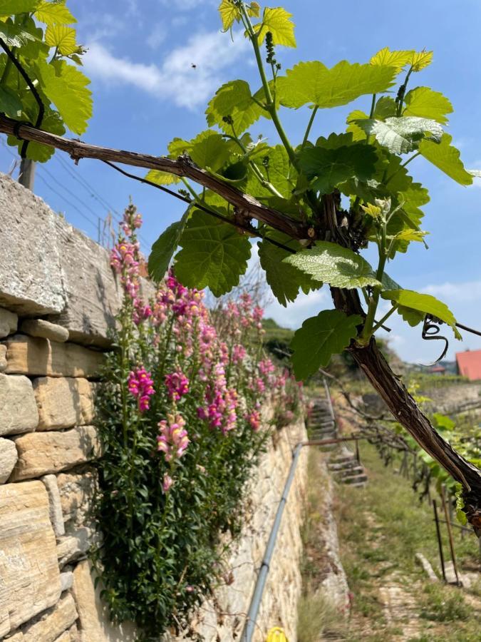 Ferienhaus Traminer Im Weinberg Freyburg Exteriör bild